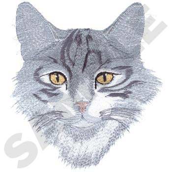 Blue And White Tabby DG0678