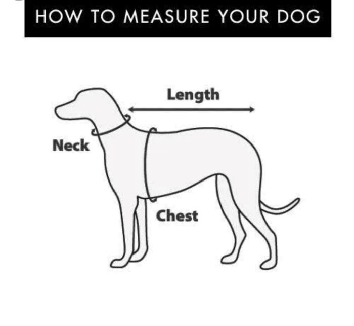 how to measure your dog